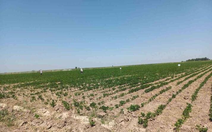 Повышение плодородия пахотных земель Узбекистана